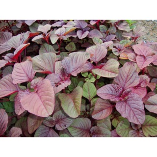 Hạt giống rau dền