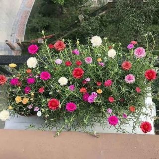 1 chậu Hoa mười giờ mix màu