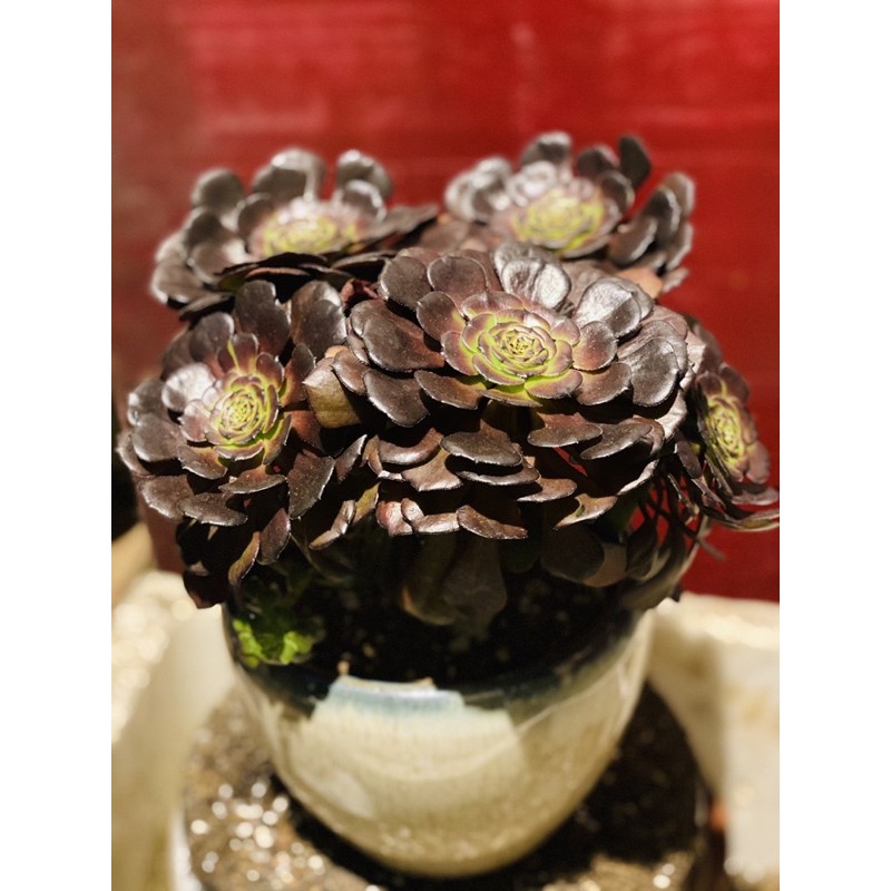 Hoa sen đá Aoe tím lá ngắn cánh tròn