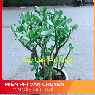 Chậu Cây Ngọc Bích Size Đại