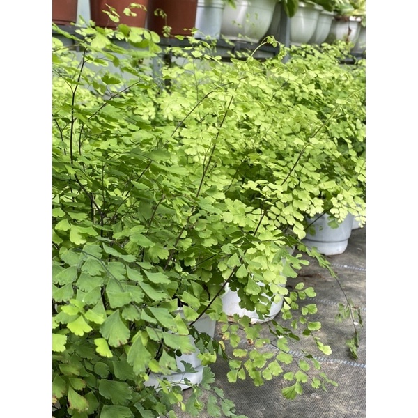 Cây tóc thần vệ nữ (Trailing maidenhair)