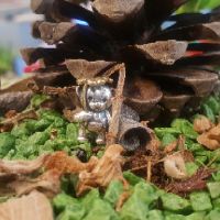 Charm bạc s925 gấu nắng