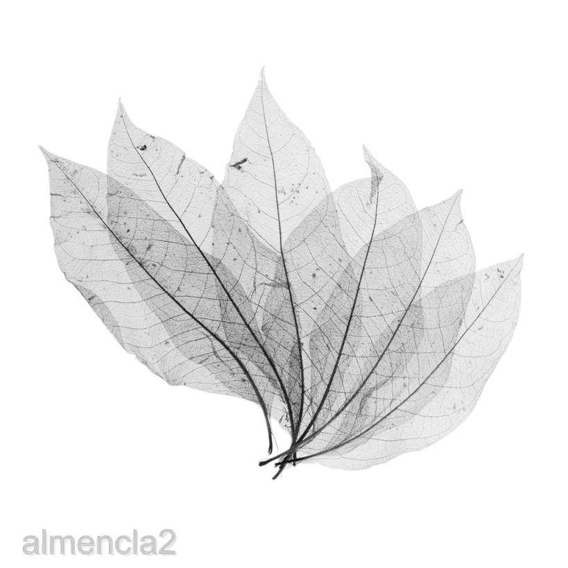 [ALMENCLA2] 100x Magnolia Skeleton Leaf Leaves for Scrapbook Craft Wedding Black Coffee
