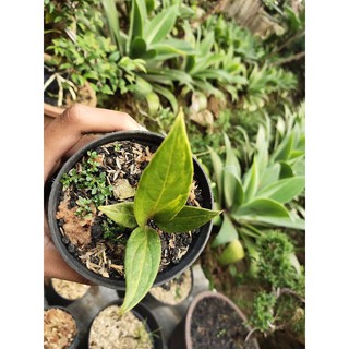 Anthurium jamanii < Unk > Màu Vàng