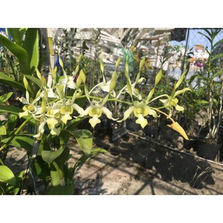 Dendro Nắng Rồng Xanh - Cây tơ sắp hoa