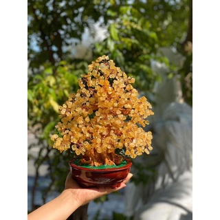 Cây tài lộc phong thủy đá ta. vàng - cao 30 cm