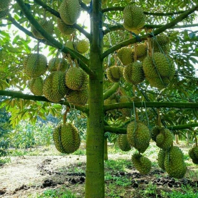 TRUONGTHANHSHOPAGRI