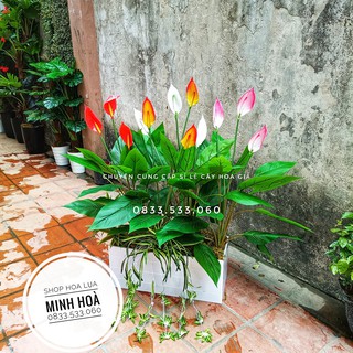 Cây lan ý cao 90cm, đủ 4 màu - hàng có sẵn - ko kèm chậu - cây cảnh giả trang trí nhà cửa,văn phòng