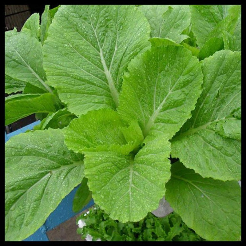 1KG Hạt giống cải bẹ vàng