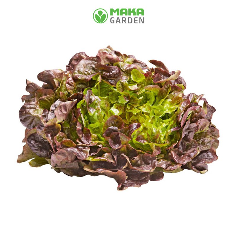 Hạt Giống Xà LáchOakleaf - Sồi Tím Rado 933 - Gói 2Gr - Dễ Trồng, Kháng Sâu Bệnh, Thu Hoạch Nhanh