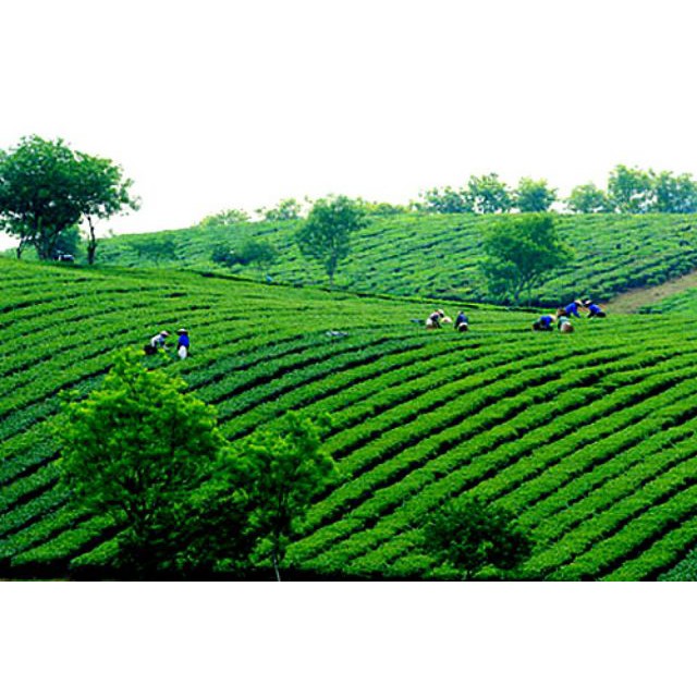 500gr bột trà xanh nguyên chất Thái Nguyên 100%