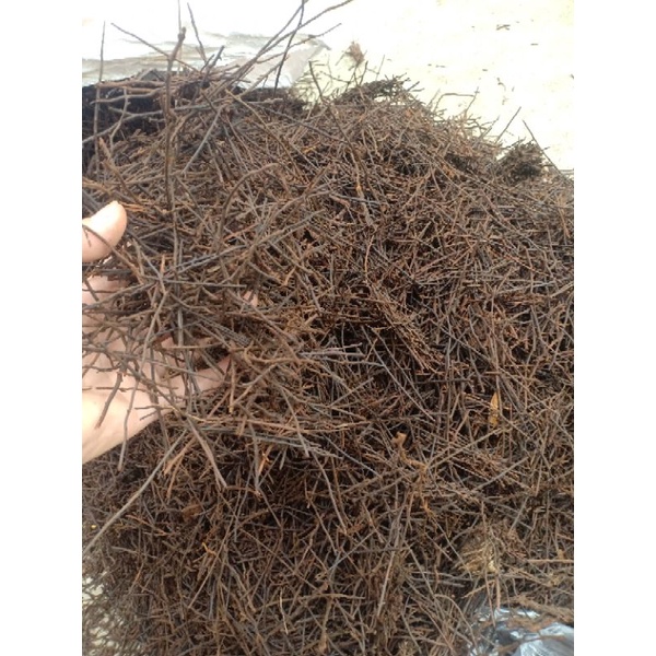 dớn cọng trồng lan( sợi dớn dương xỉ)