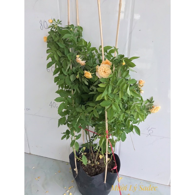 Hoa hồng ngoại Jeri jennings