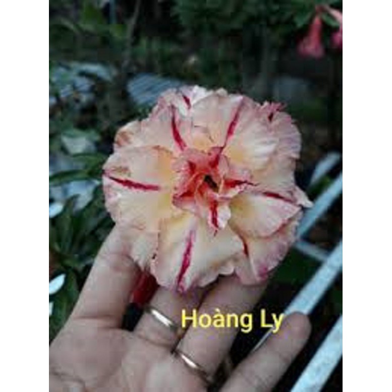 CÂY HOA SỨ KÉP " THÁI HOÀNG LY" HOA CỰC ĐẸP CHUẨN GIỐNG