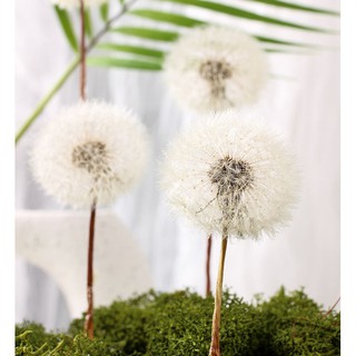 Nguyên liệu Resin_Hoa Bồ Công Anh khô Nhật Bản nguyên bông làm resin, trang trí