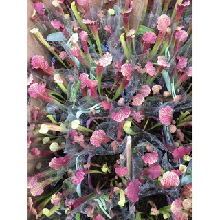 Chậu cây nắp ấm Bắc Mỹ - cây hố bẫy - Bình tử thảo