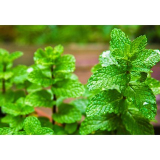 Hạt giống bạc hà mèo Catnip