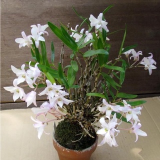 Hoa Lan thạch hộc tía(1 bó)