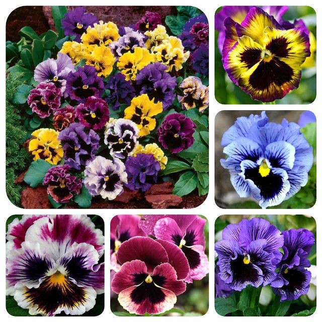 Hạt Giống Hoa Pansy Kép Mix 50 Hạt (golden seed)