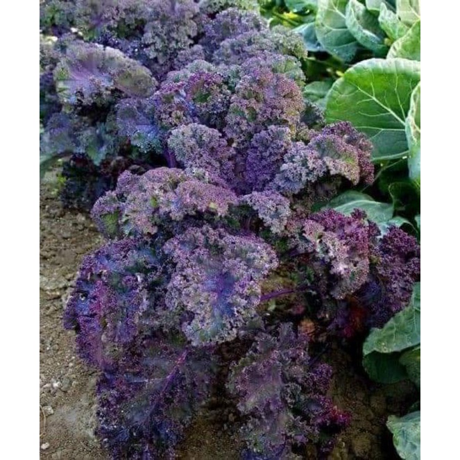 Hạt giống cải xoăn kale tím mỹ gói 100 hạt
