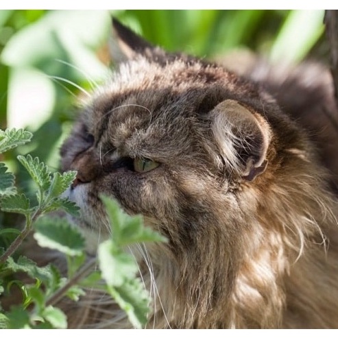 Gói 50 Hạt Giống Cỏ Mèo/ Bạc Hà Mèo Catnip - tặng kèm thuốc kích mầm