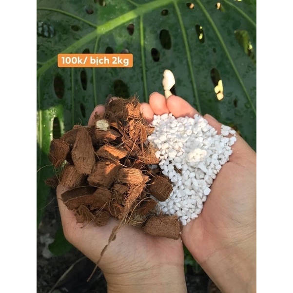 Giá thể kiểng lá ( Dừa cục + Perlite )