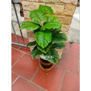 Cây Giả - Cây trầu bà, vạn niên thanh 18 Lá Cỡ To 80cm (ảnh thật)