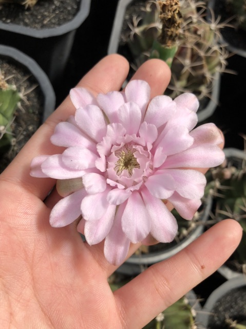 Gymno