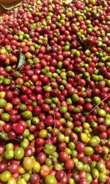 CAFE MIX ĐẶC BIỆT MIKA 5kg | BigBuy360 - bigbuy360.vn