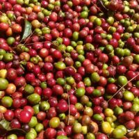 CAFE MIX ĐẶC BIỆT MIKA 5kg
