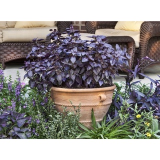 Purple basil / cây húng tây tím