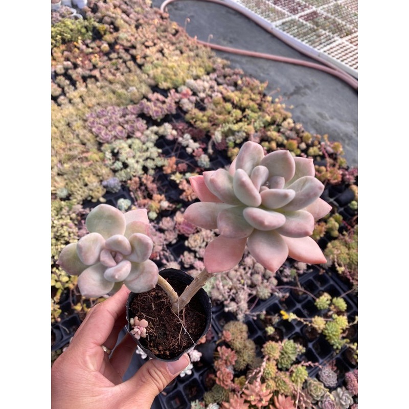 Sen đá pink gem cổ thụ SONDA GARDEN size bé 5-8cm, xuất xứ Đà Lạt, khoẻ đẹp, lỗi 1 đổi 1