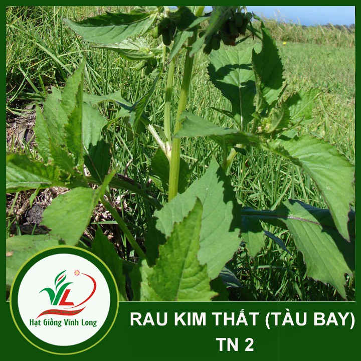 Hạt giống rau Kim Thất (tàu bay) - 1g