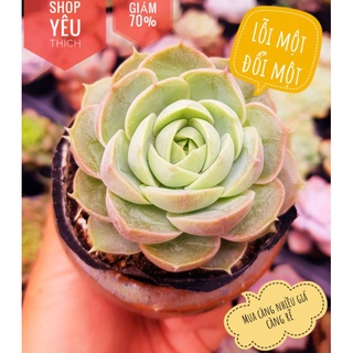 siêu giảm giá sen đá ngọc bích