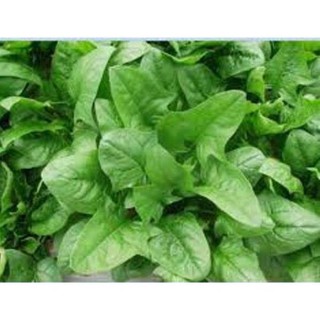 HẾT HÀNG Bộ 1 Gói Hạt Giống Rau Chân Vịt ( Cải Bó Xôi ) Có Hướng Dẫn Kèm Theo