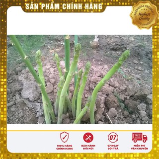 Hạt Giống Măng Tây Xanh (10Hạt )