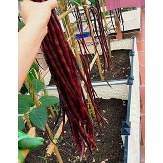 Hạt giống Đậu đũa đỏ