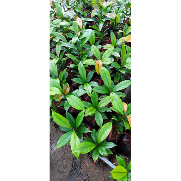 Cây giống măng cụt_TH farm_ Cây chuẩn giống- Chất lượng cao