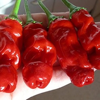 Hạt ớt CU TÍ Pepper 15H