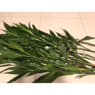 Cây phát tài
