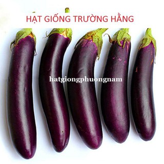 Hạt giống cà tím dài f1 1gram