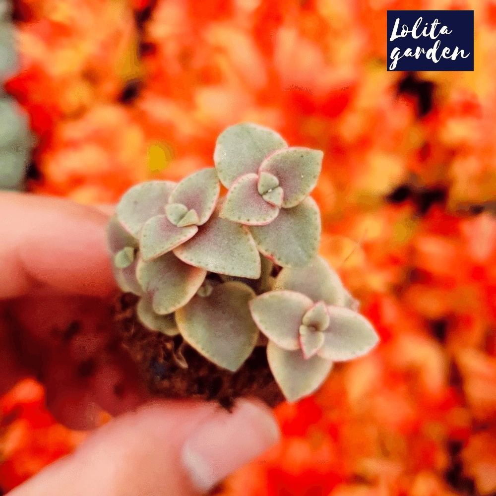 Sen đá sedum vảy rồng Đà Lạt size mini cây cảnh trang trí nhà cửa Lolita garden