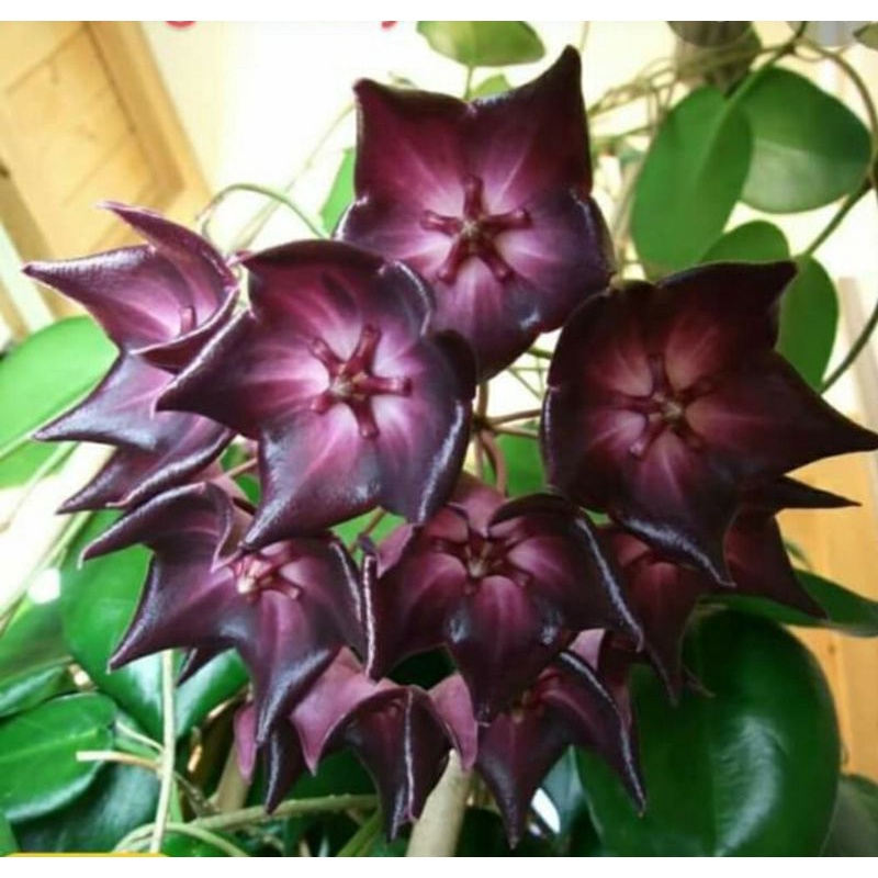 Hoa Cẩm cù - Hoya Macgillvraayi dark thân leo, hoa rất đẹp, phát triển nhanh, ít chăm sóc