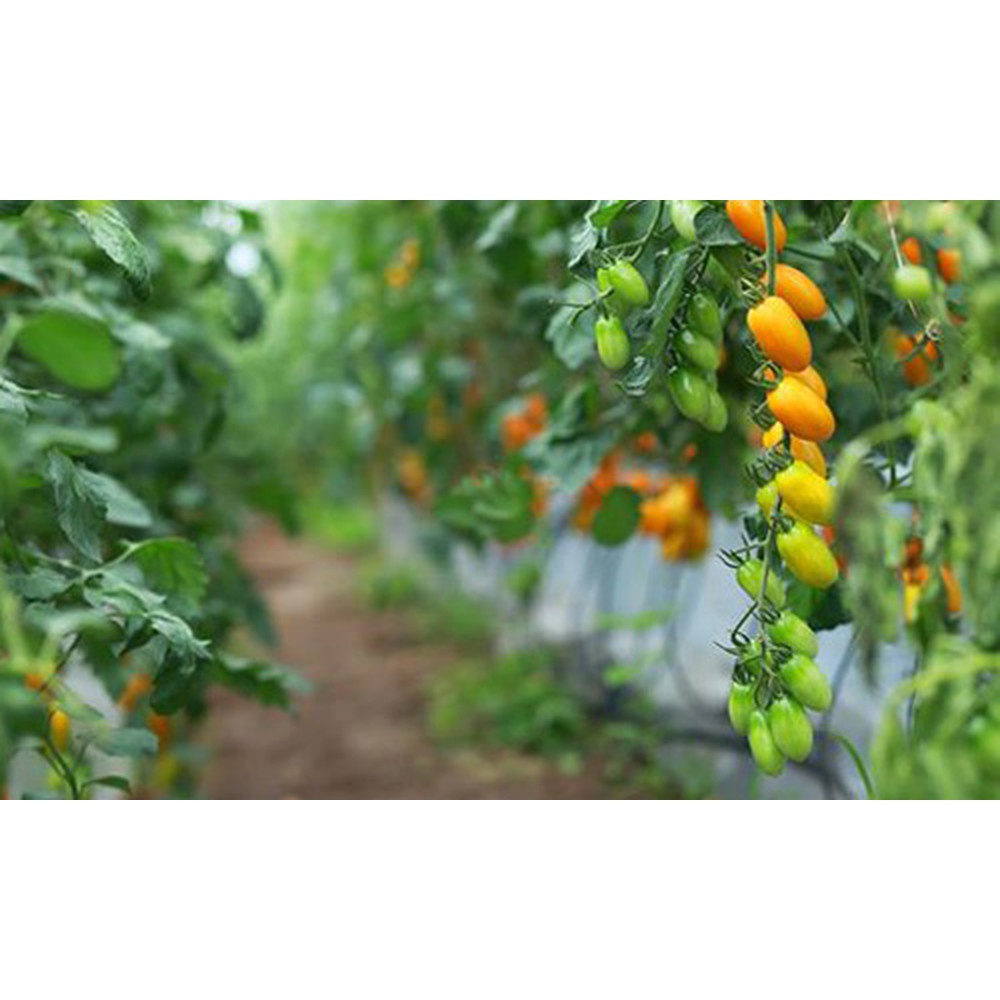 HẠT GIỐNG CÀ CHUA BI SIÊU TRÁI