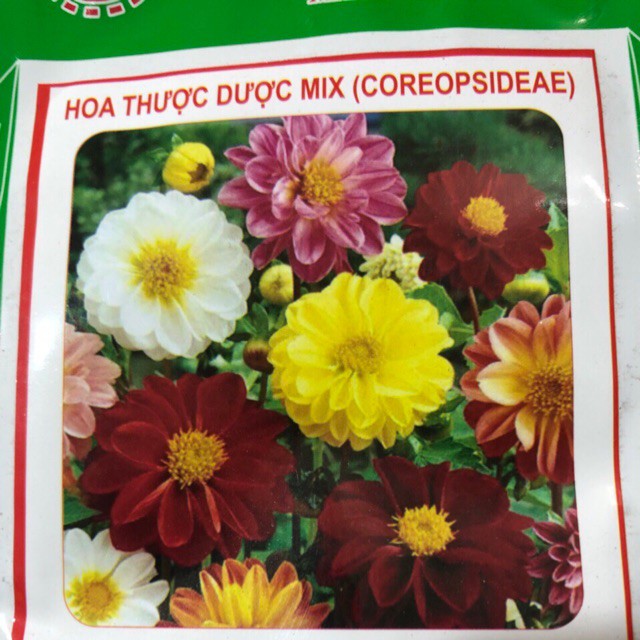 HẠT. GIỐNG HOA THƯỢC DƯỢC MIX NHẬP KHẨU.