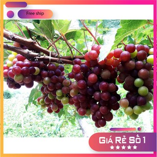 Hạt giống Nho pháp (10 hạt)
