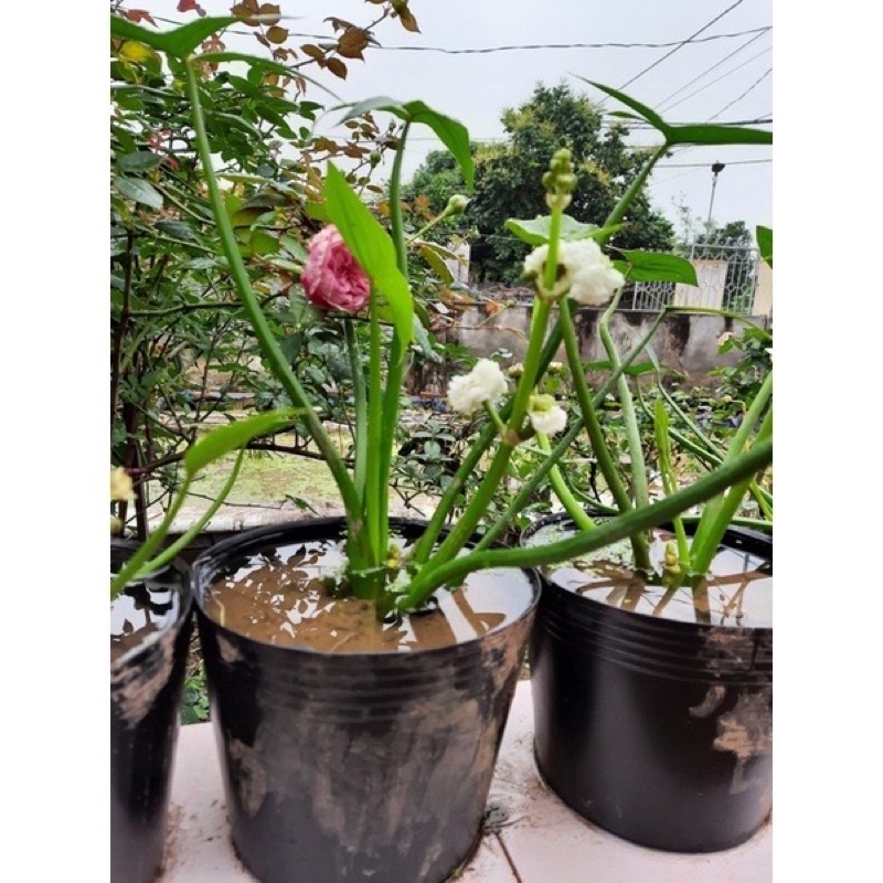 (Loại dày) Chậu C10 không lỗ chứa nước