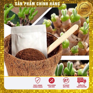 Hạt Giống Cây Tai Thỏ Lucky ( 5 hạt)