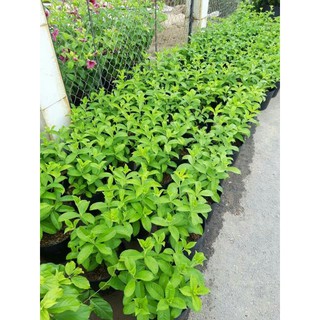 Chậu hoa quỳnh anh tím