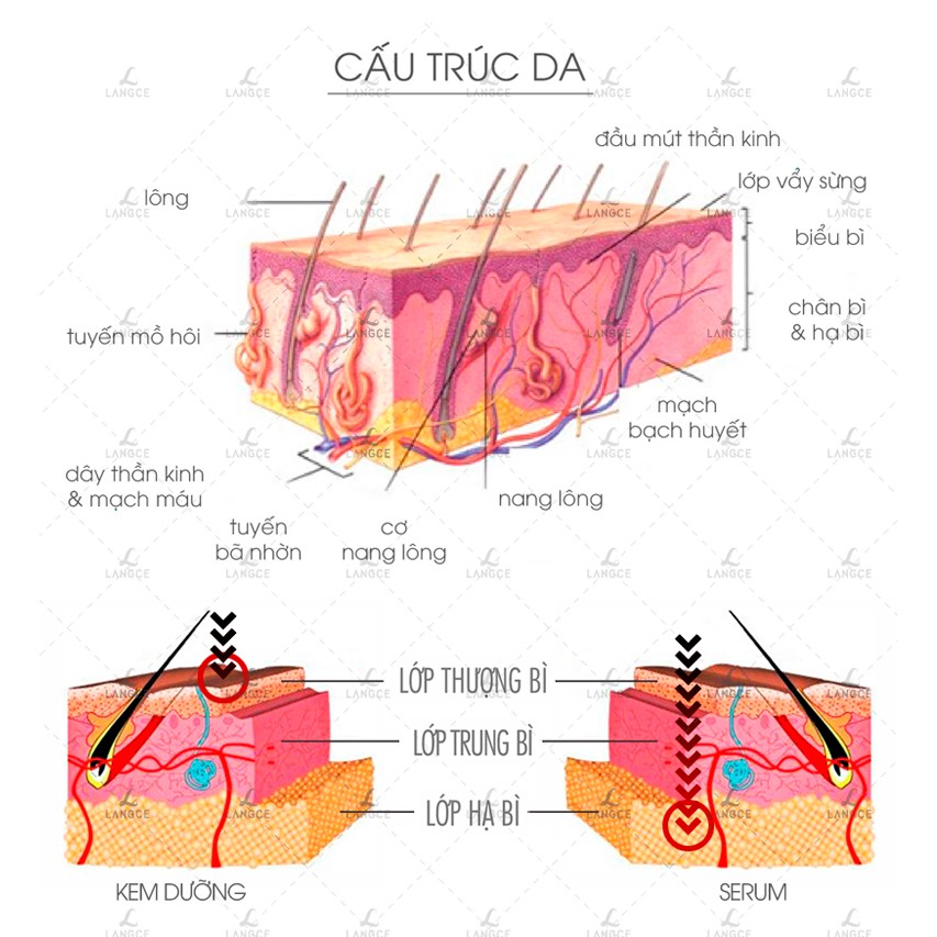 Serum Collagen+ Đẹp Da Trắng Da Ngừa Lão Hoá 12ml TẶNG Gel Vệ Sinh 100ml LANGCE dành cho Nam